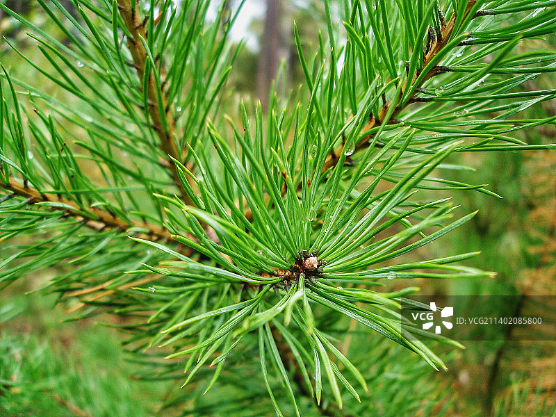 松树的特写图片素材