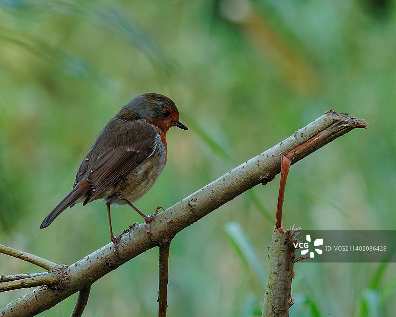 爱尔兰博伊恩河栖息在树枝上的知更鸟特写图片素材