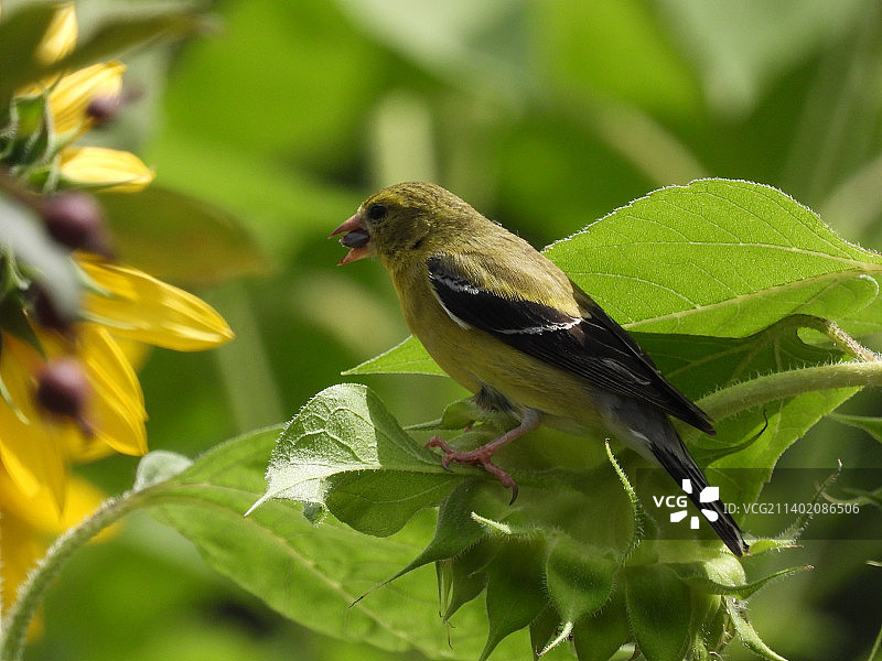 栖息在植物上的美洲金翅雀近景图片素材