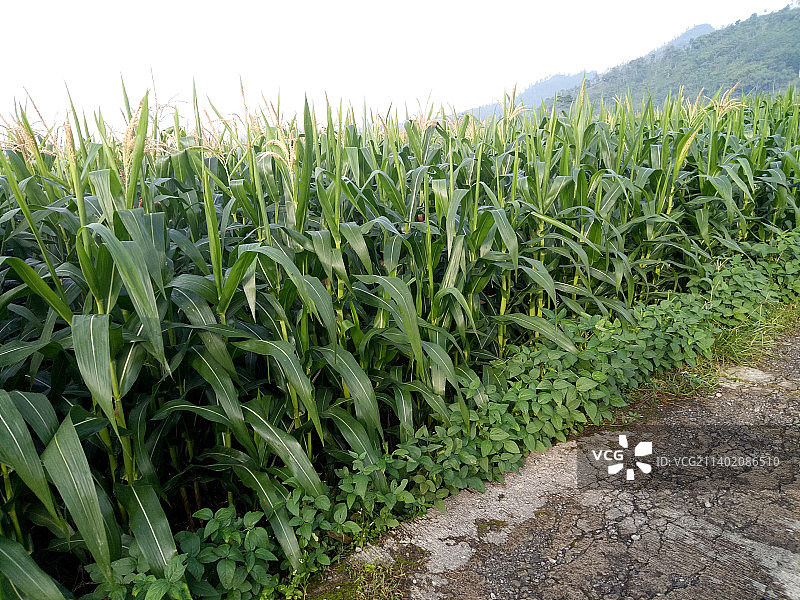 印度尼西亚普巴灵加农业田野风光图片素材
