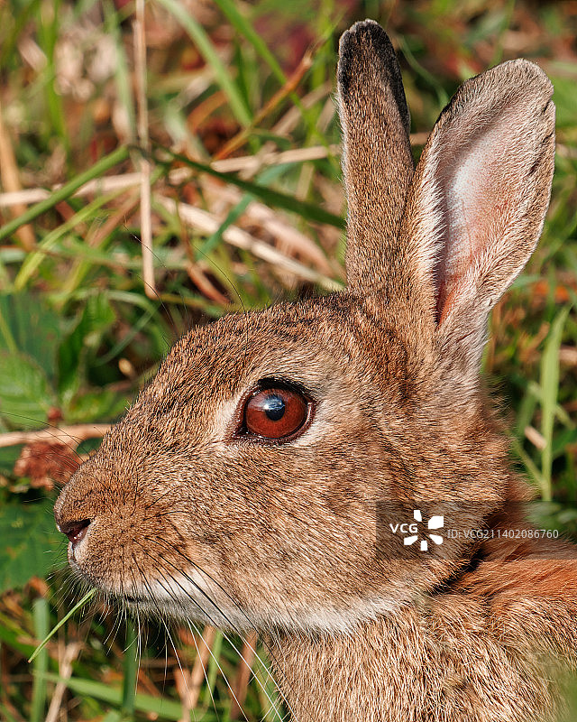 爱尔兰博因河边的兔子特写图片素材