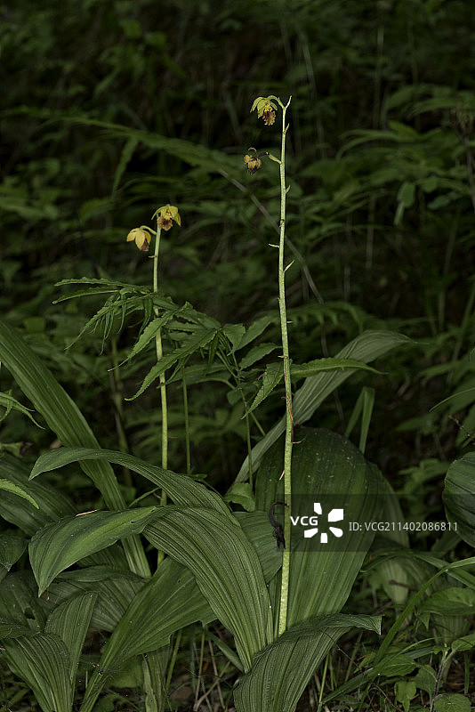 尼泊尔多尔帕的田野上的绿色植物特写图片素材