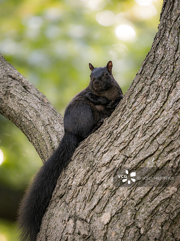 松鼠在树干上的特写图片素材