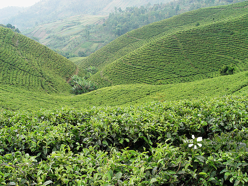 塔旺芒古茶园风光，印度尼西亚图片素材