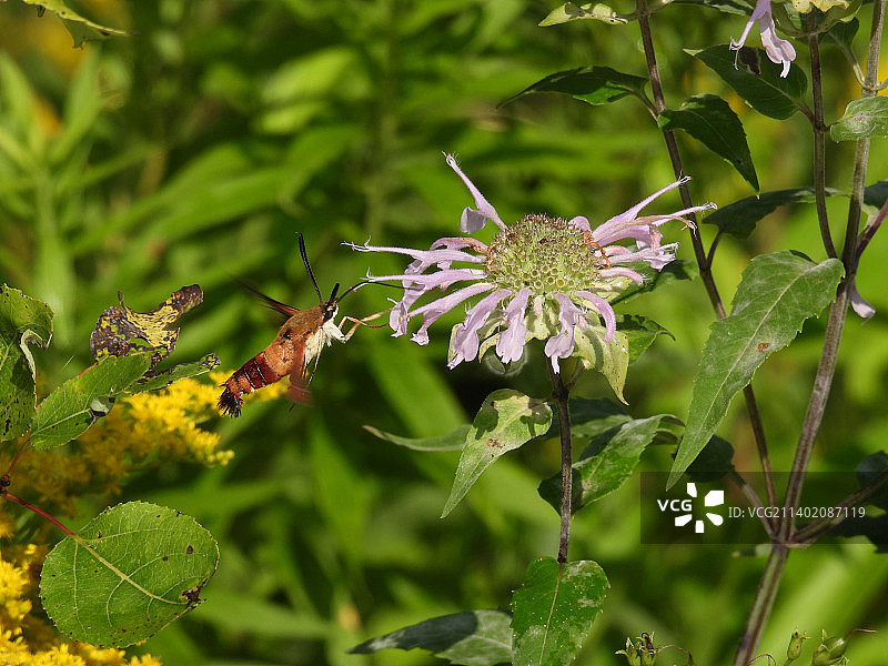 开花植物的特写图片素材