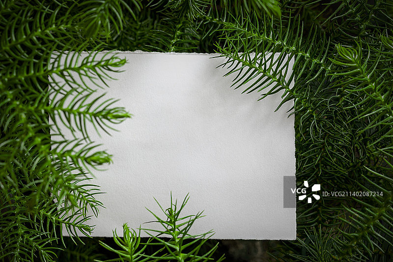 智利南洋杉植物与白色纸卡便签创意排版图片素材