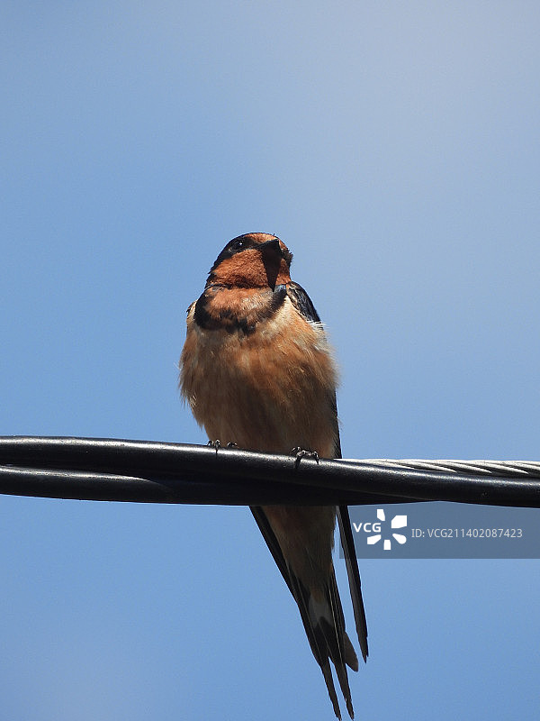 低角度拍摄的红衣主教鸟栖息在电缆上，背景是晴朗的天空图片素材
