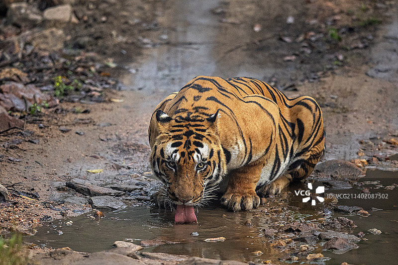 印度中央邦坎哈老虎保护区的老虎肖像图片素材