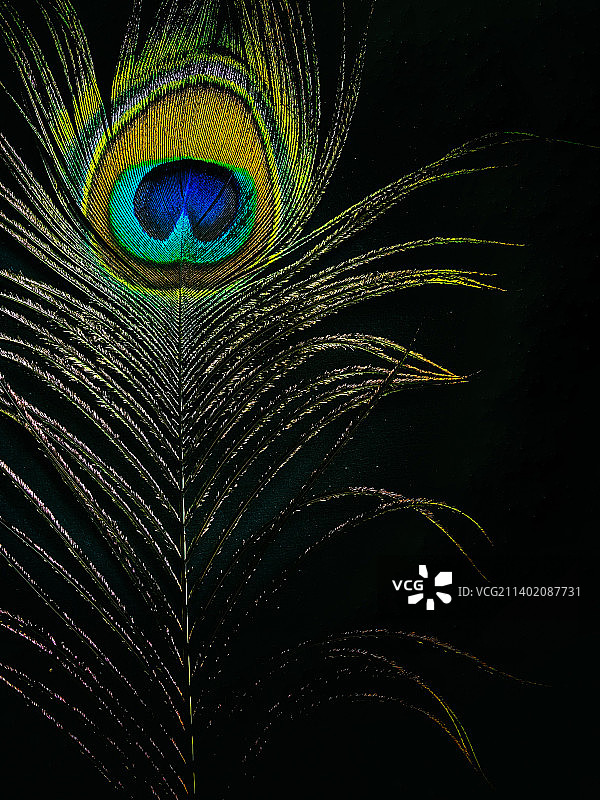 孔雀羽毛特写，德里，印度图片素材