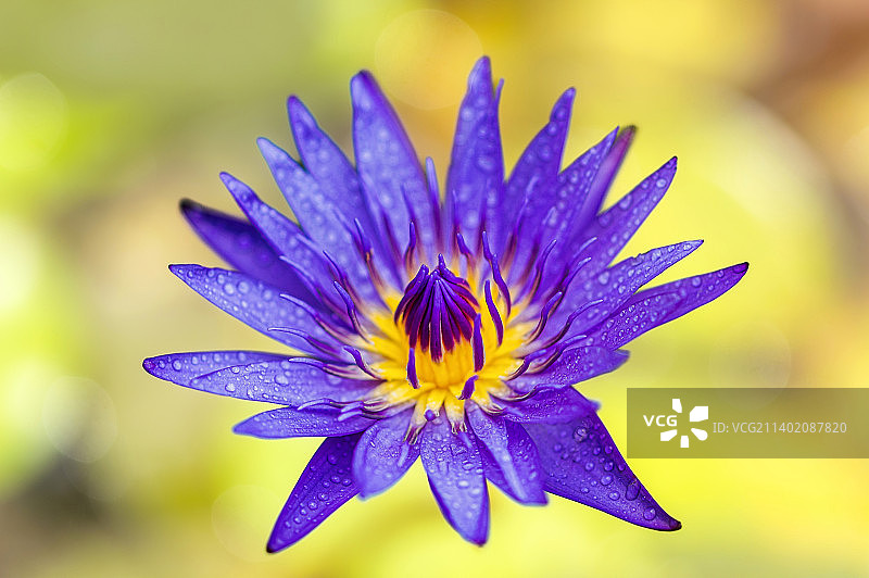 紫色花朵特写，印度泰米尔纳德邦金奈图片素材