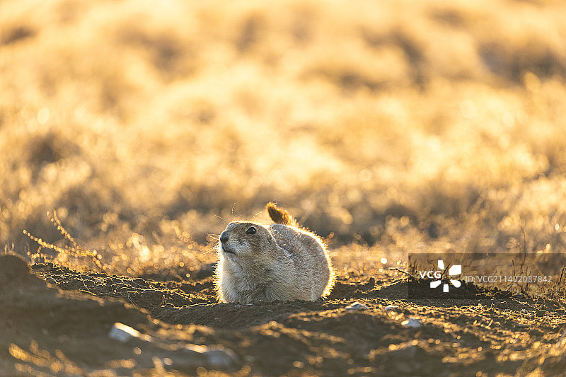 地松鼠在沙地上的特写，美国俄克拉荷马州图片素材
