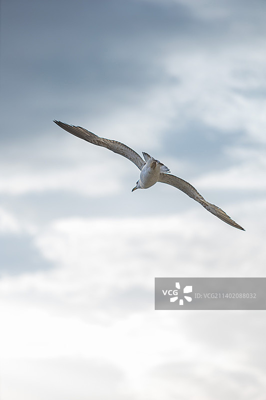 海鸥逆天飞行的低角度视图图片素材