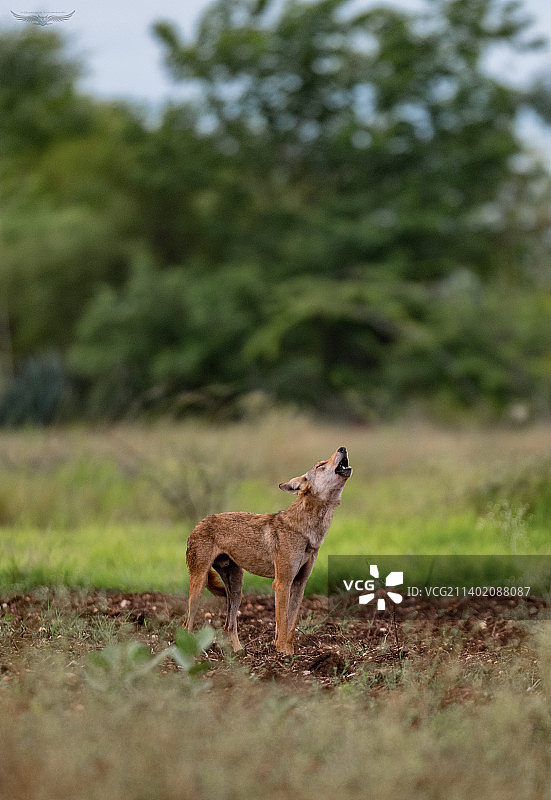猎豹走在草地上的侧视图，浦那，马哈拉施特拉邦，印度图片素材