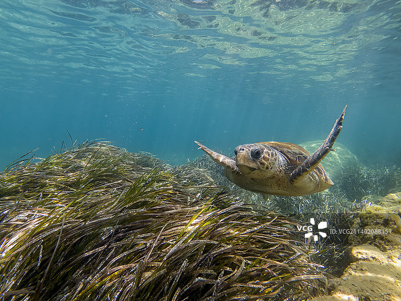 女子在海中游泳图片素材