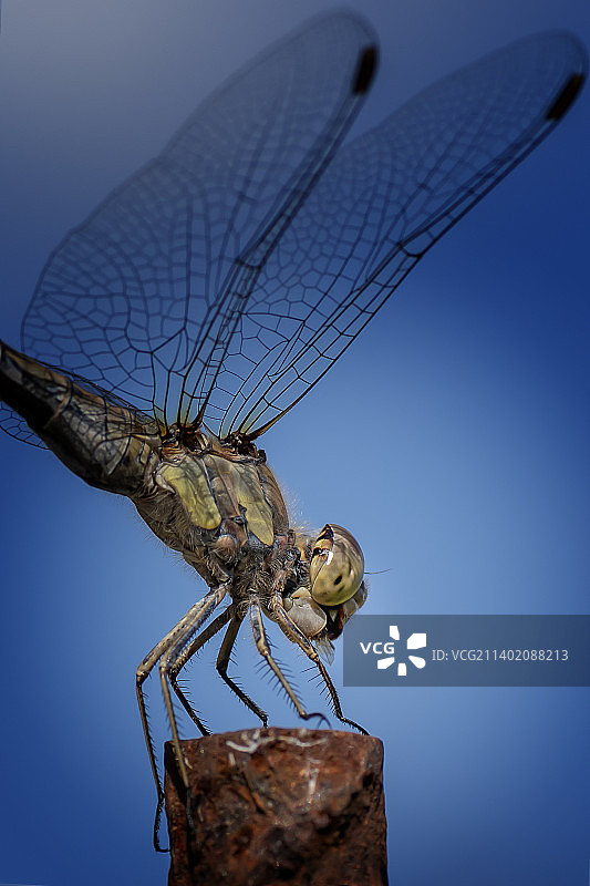 木头上蜻蜓的特写图片素材