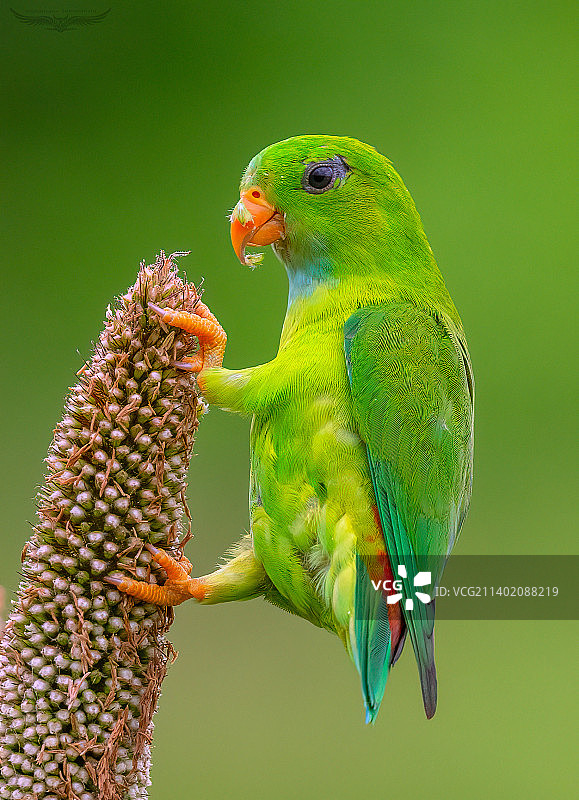 印度马哈拉施特拉邦浦那：栖息在植物上的鹦鹉特写图片素材