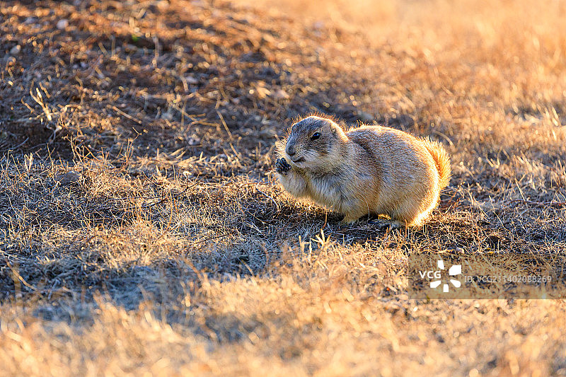 田野上的土拨鼠特写，美国俄克拉荷马州威奇托山脉图片素材