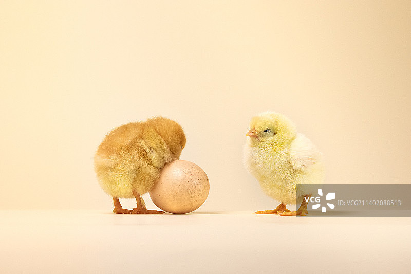 白色背景下小鸡的特写图片素材