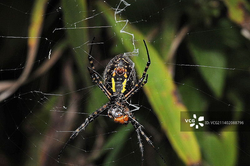 美国北园乡村自然中心的蜘蛛结网特写图片素材