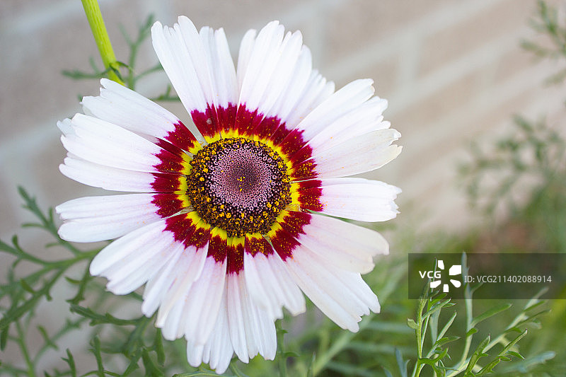 菊花特写：花园苗圃植物图片素材