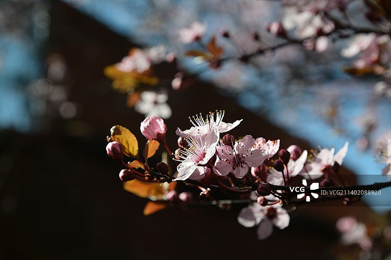 西班牙的春季樱花特写图片素材