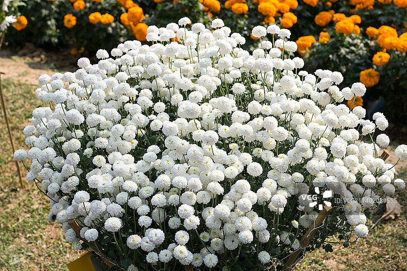 白色开花植物特写，印度西孟加拉邦加尔各答图片素材
