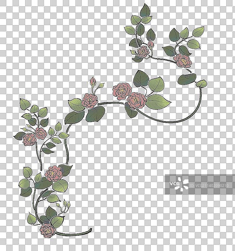 蔷薇花图片素材