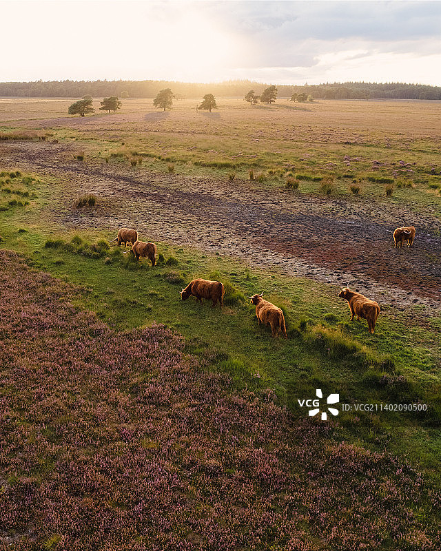 荷兰德伦特省多尔德瑟姆的马群高角度景观图片素材