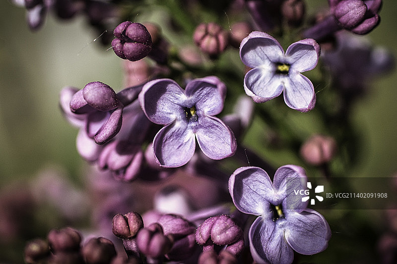 紫色开花植物特写，法国皮伊卢比耶图片素材