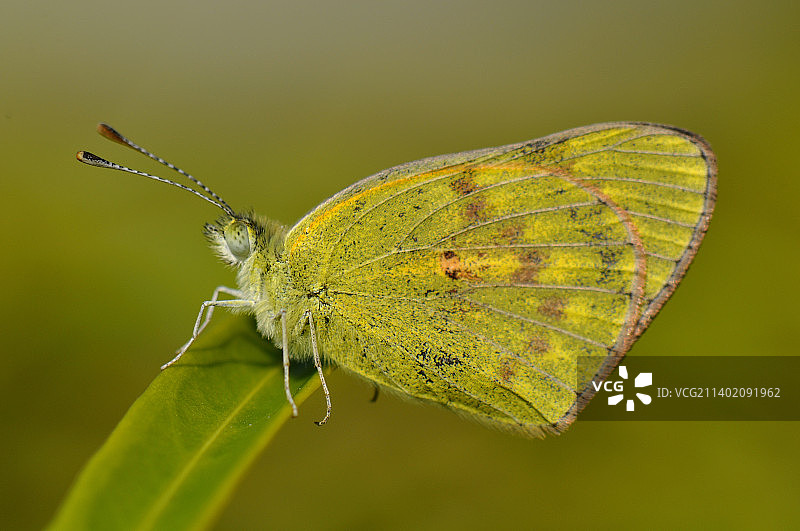 树叶上的蝴蝶特写图片素材