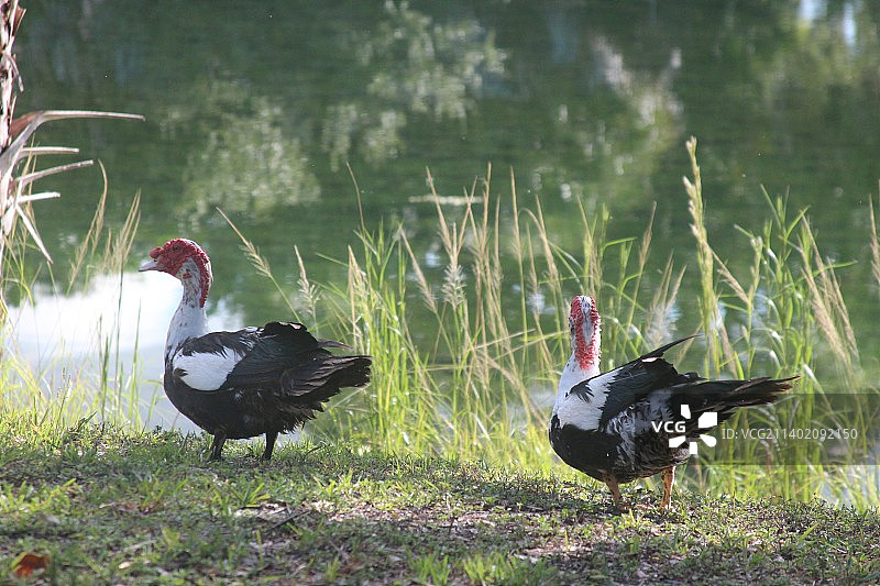 佛罗里达州迈阿密的两只家养麝香鸭特写图片素材