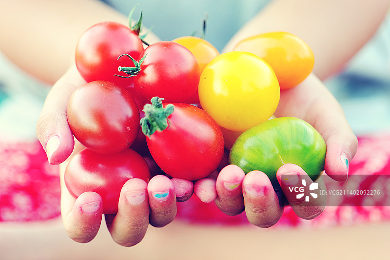女子手捧西红柿的腰部特写图片素材