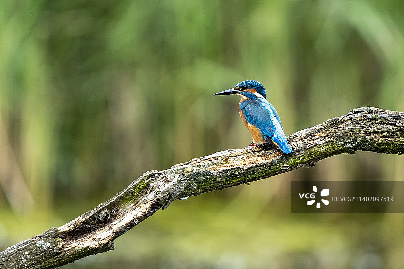 一个翠鸟图片素材
