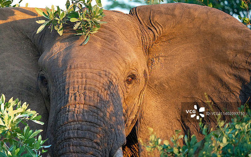 非洲沙漠象特写图片素材