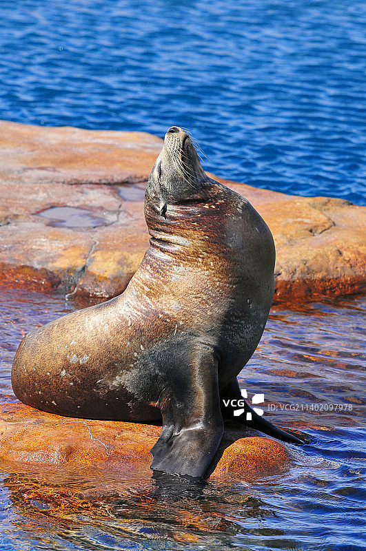 在英国约克郡野生动物园游泳的海豹特写图片素材
