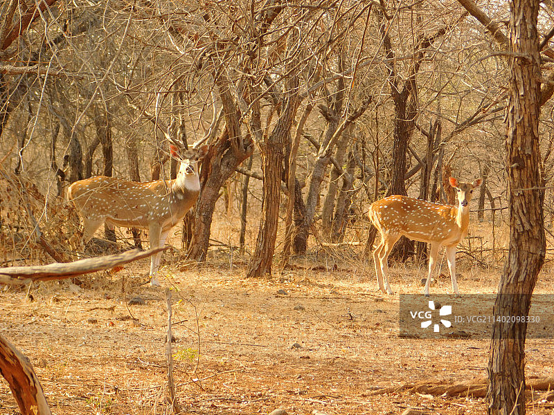 森林中草地上站立的鹿的侧面图片素材