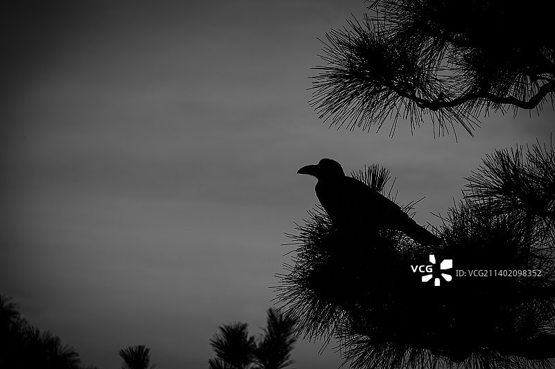 乌鸦栖息在树上的剪影仰视图片素材