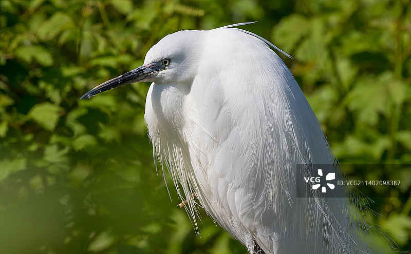 英国格洛斯特斯利姆布里奇灰鹭特写图片素材