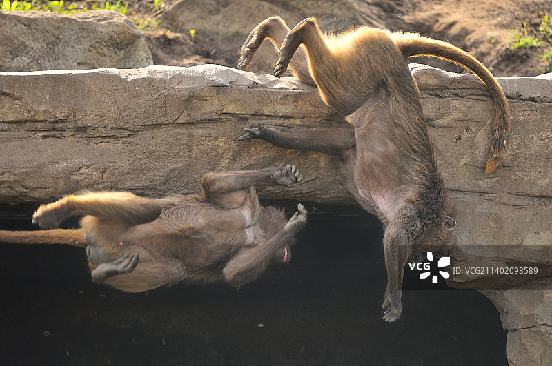 英国约克郡野生动物园岩石上的猴子高角度视图图片素材