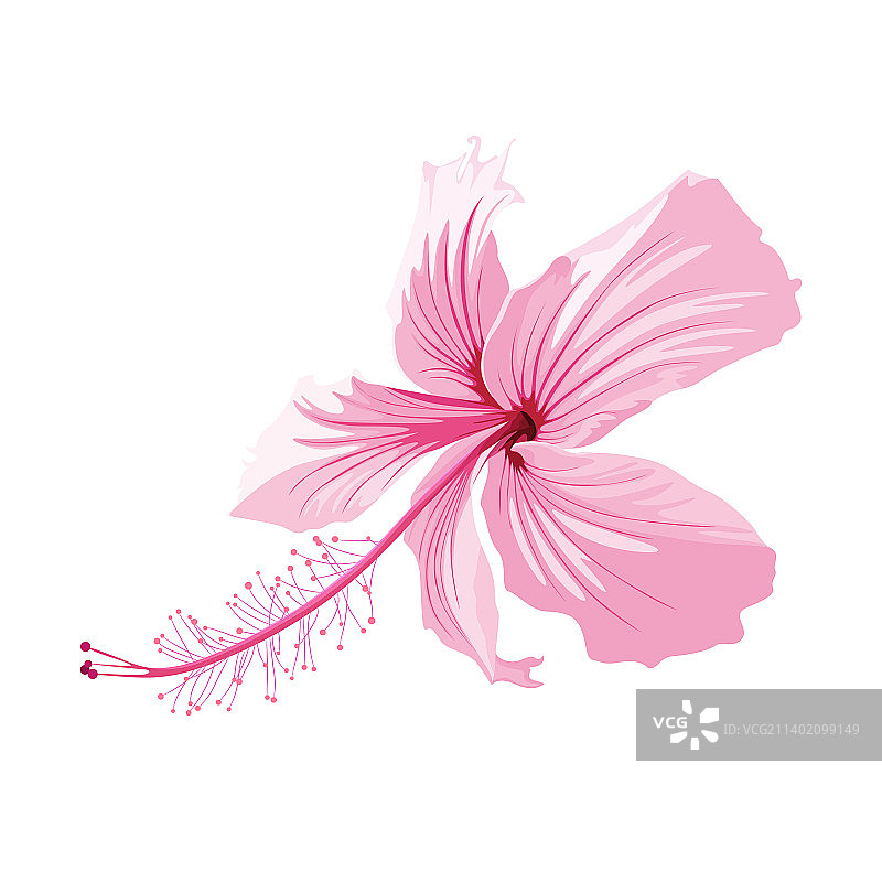 白色背景下的粉色异域芙蓉花图片素材