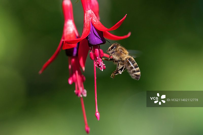 蜜蜂在粉色花朵上授粉的特写镜头图片素材