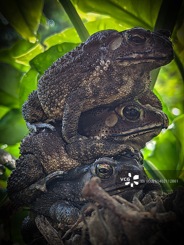 树叶上的青蛙特写图片素材