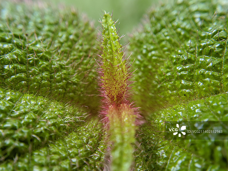 新鲜的绿色植物特写图片素材