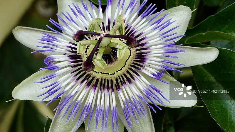 英国什罗普郡紫花特写图片素材