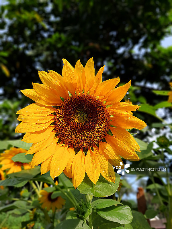 特写的向日葵图片素材