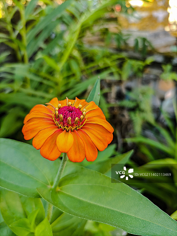 花园中橙色花朵的特写图片素材