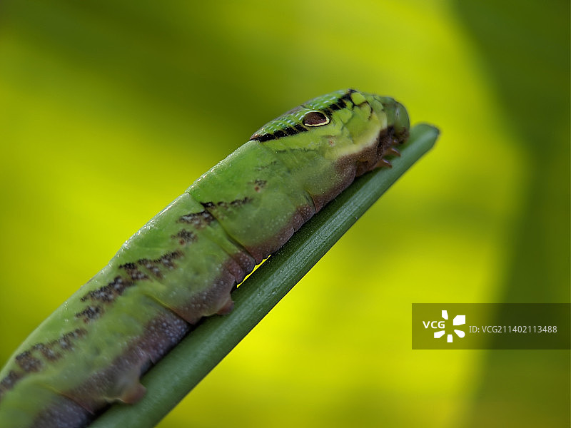 蜥蜴在植物上的特写图片素材