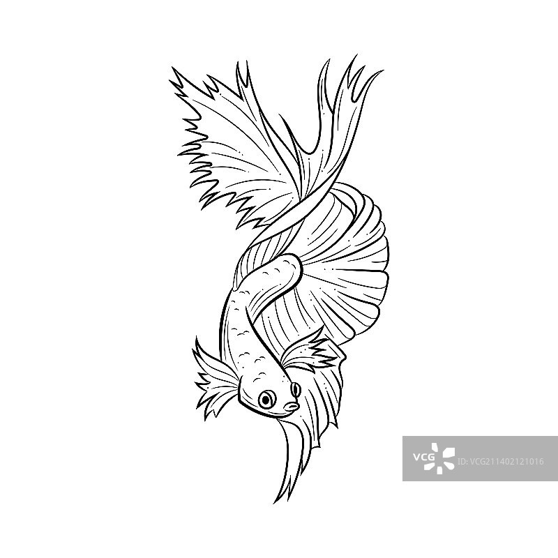 暹罗斗鱼，又称搏鱼图片素材