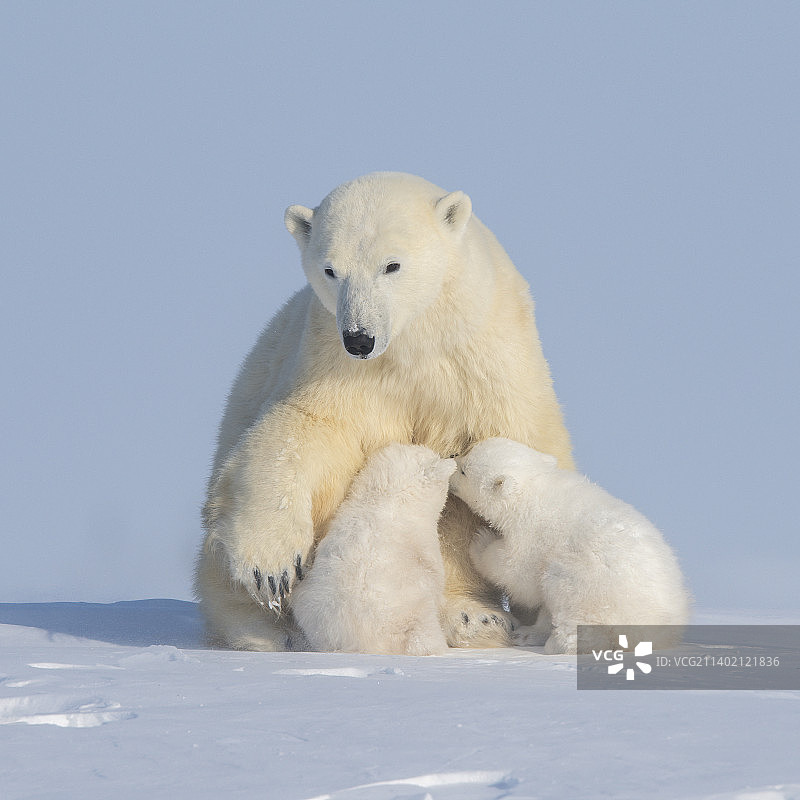 两只北极熊嬉戏打闹，地点：瓦普斯克国家公园，加拿大图片素材