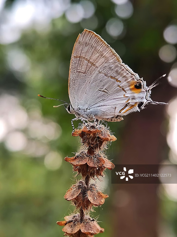 植物上的蝴蝶特写，印尼努山打拉花卉公园图片素材